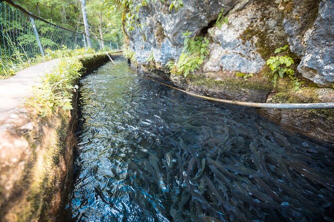 Day Trip from Belgrade: Gems of Eastern Serbia - Lunch near Gornjak, with trout on the menu