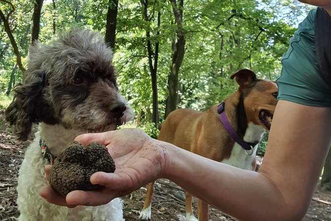 Private Guided Truffle Hunting Tour in Serbia with Lunch - Key points to know before you book