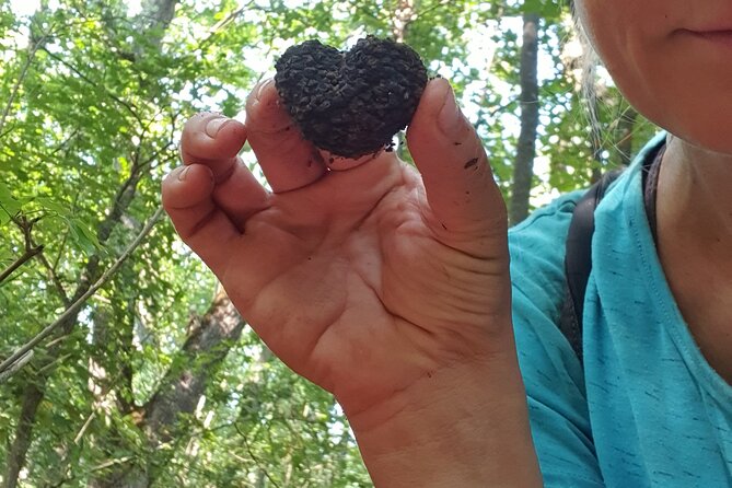 Private Guided Truffle Hunting Tour in Serbia with Lunch - What the private format adds